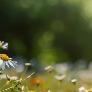 1-47044137713863-43721430302919.jpeg
