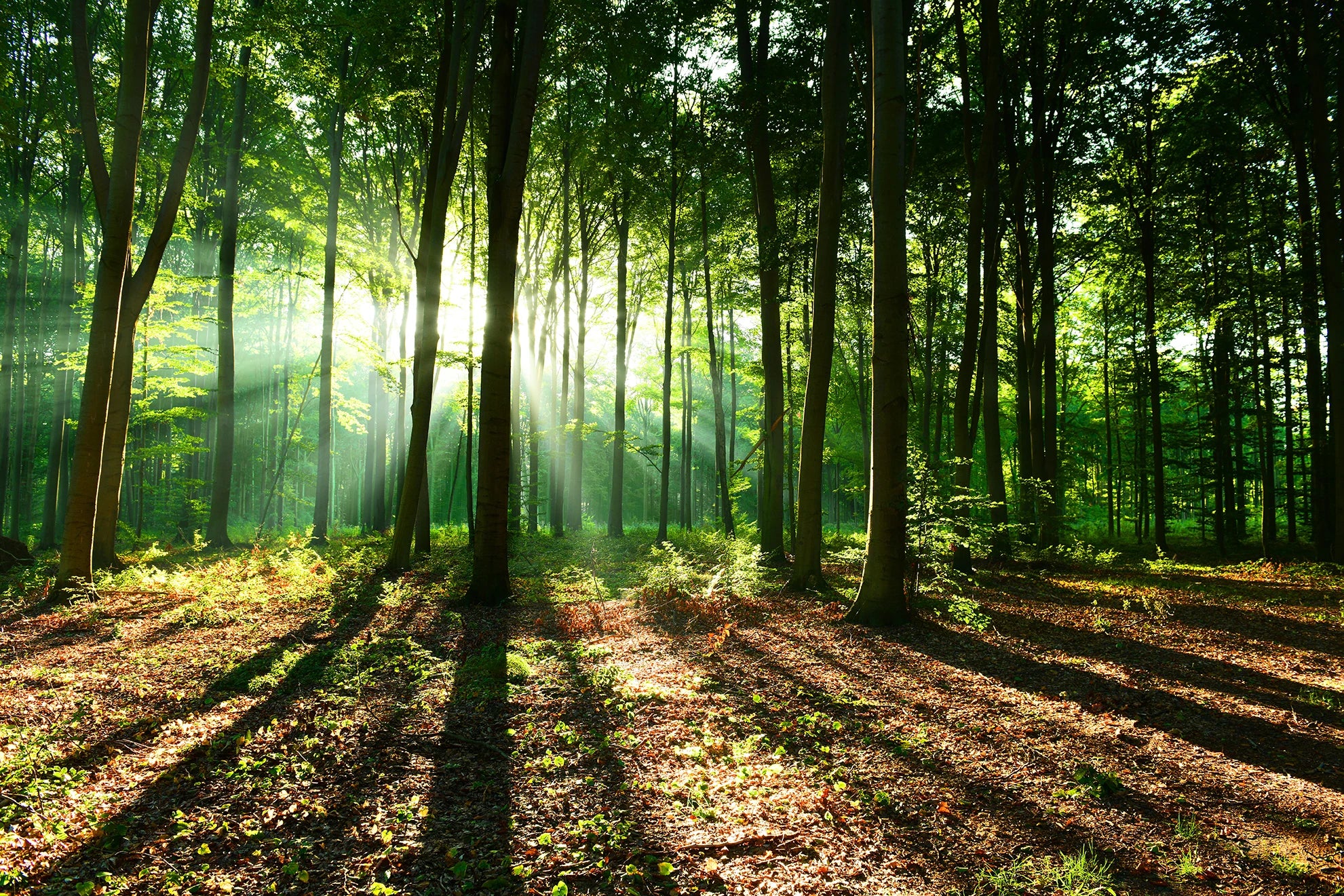 Küchenrückwand - Woodland