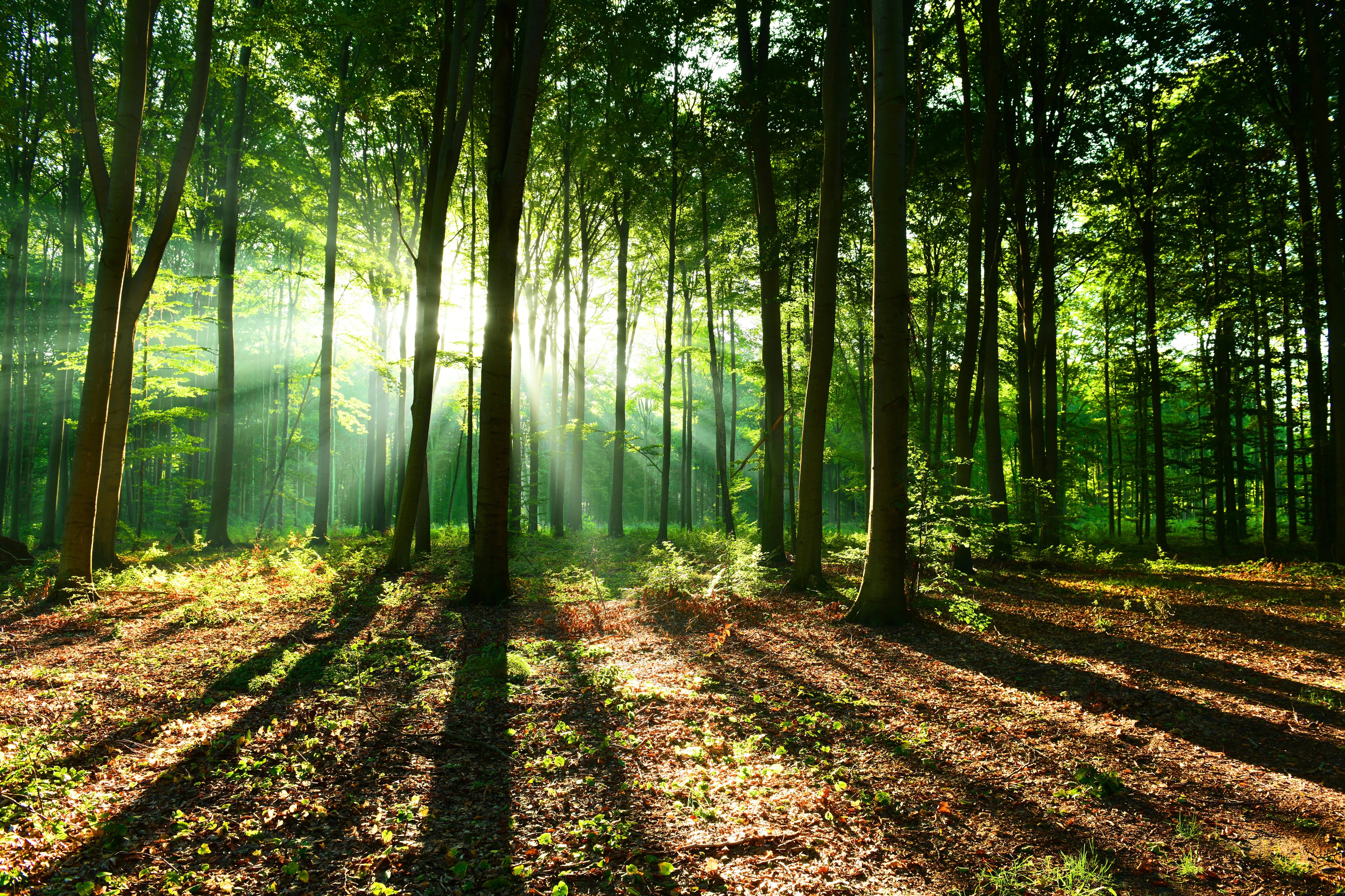 Duschrückwand - Woodland